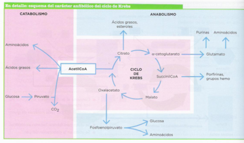 caracter-anfibolico-del-ciclo-de-Krebs.pdf