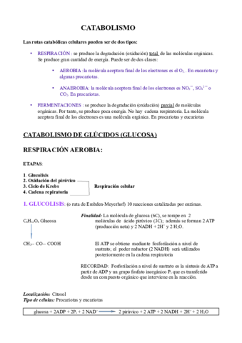 Catabolismo.pdf
