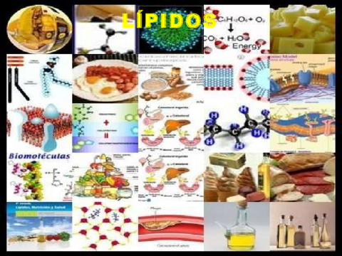 tema4loslipidos-101008041445-phpapp01.pdf