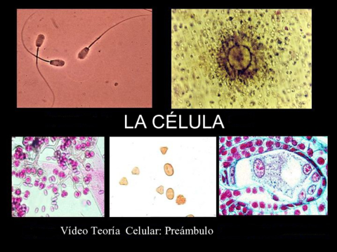 tema7lacelula-101217090141-phpapp02.pdf