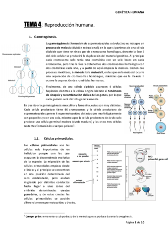 TEMA-4-GENETICA-HUMANA.pdf