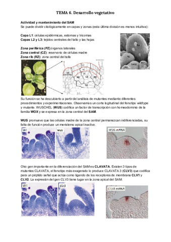 TEMA-6-1.pdf