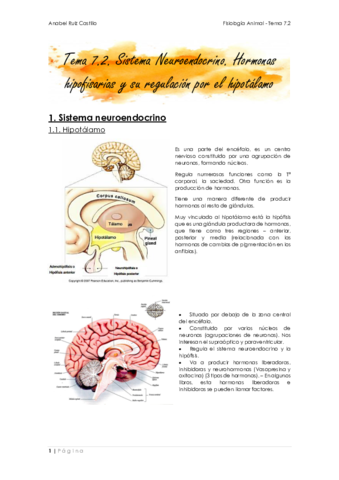 T7_2-Endocrino_Hipotálamo_Hipófisis.pdf