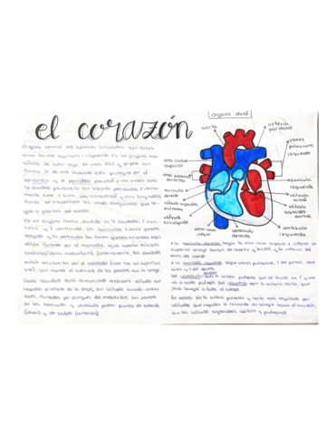 Sistema-cardiovascular.pdf