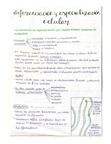 Diferenciacion-y-especializacion-celular.pdf