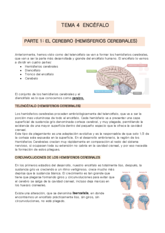 Tema-4-anatomia.pdf