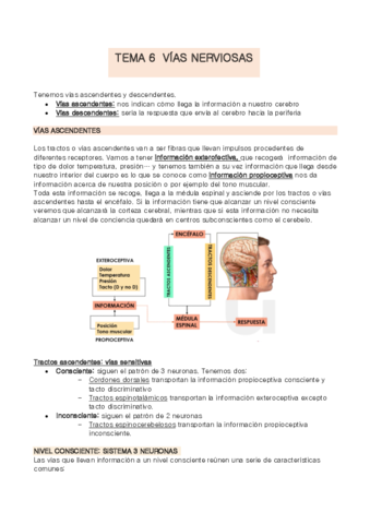 TEMA-6-anatomia.pdf