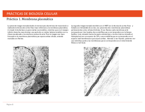 practica de bio celular.pdf