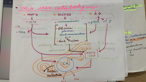56722B78-5D24-4D2C-A890-4BCC923E4E1F.jpg