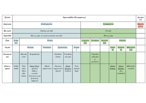 Tabla-Resumen-Gimnospermas.pdf