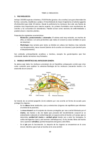Tema-12-Moluscos.pdf
