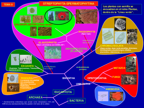 Clases-Flora-y-vegetacion-Tema-9.pdf