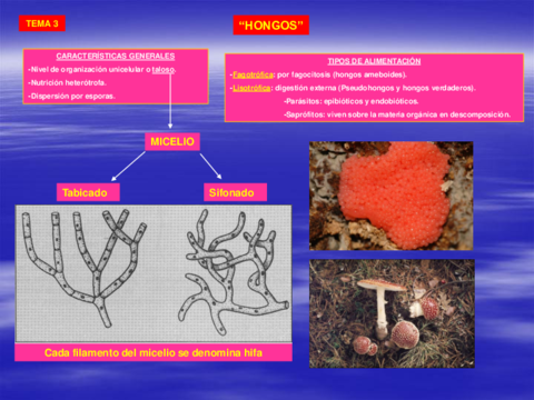 Clases-Flora-y-vegetacion-Tema-3.pdf