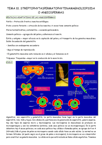 TEMA-10-flora.pdf