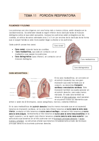 TEMA-11-anatomia.pdf
