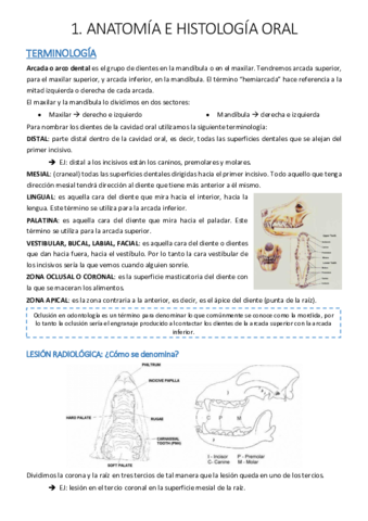 TEMA-1-Anatomia-dental.pdf