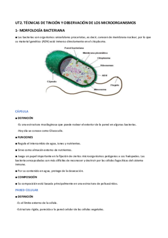 tema-2-microbiologia.pdf