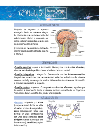 Tema-13-Sistema-Nervioso-Central.pdf