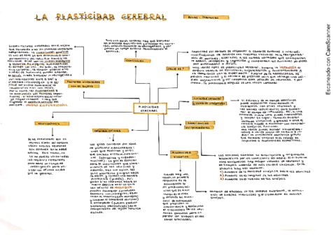 Plasticidad-cerebral.pdf