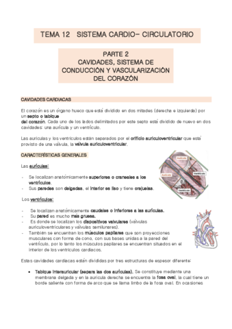 TEMA-12-parte-2.pdf