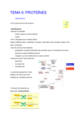 Tema-6-Proteines.pdf