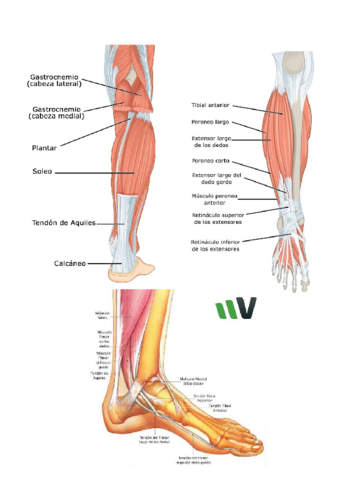 Imagenes-practico-extremidad-inferior.pdf