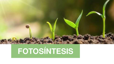 FOTOSINTESIS-l.pdf