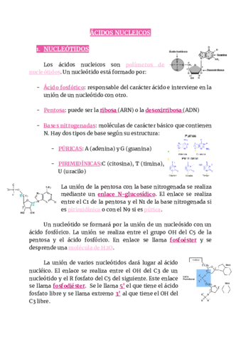 2oBACH-ACIDOS-NUCLEICOS.pdf