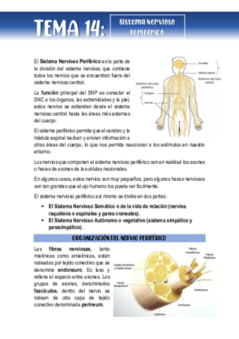 Tema-14-Sistema-Nervioso-Periferico.pdf