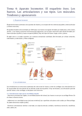 4 - Anatomia.pdf