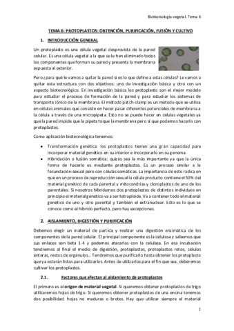 TEMA-6.pdf