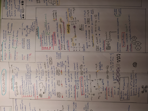 esquema-resumen bioquímica parte 2.jpg