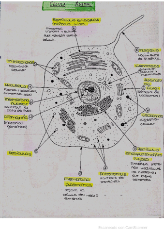 Anatomia-1BACH.pdf