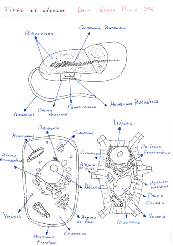 3-TIPOS-DE-CELULAS.pdf