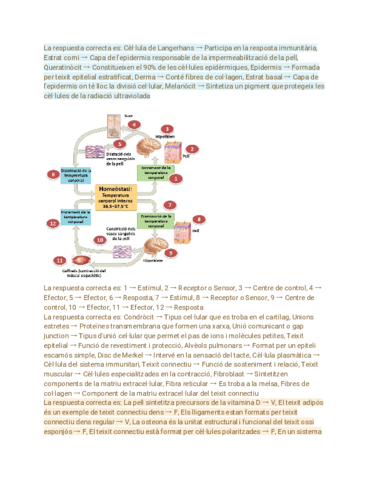 Resp-BONUS.pdf