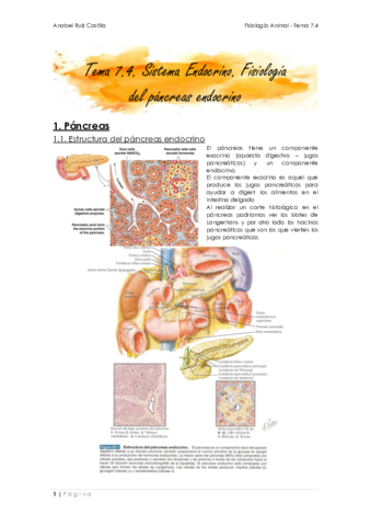 Apuntes-T7_4 - Páncreas.pdf