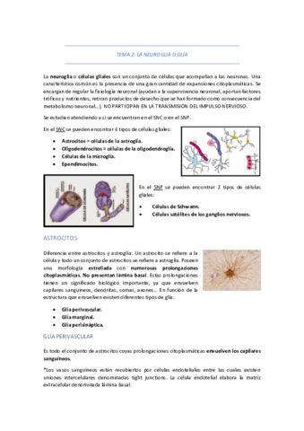 TEMA-2-LA-NEUROGLIA-O-GLIA.pdf