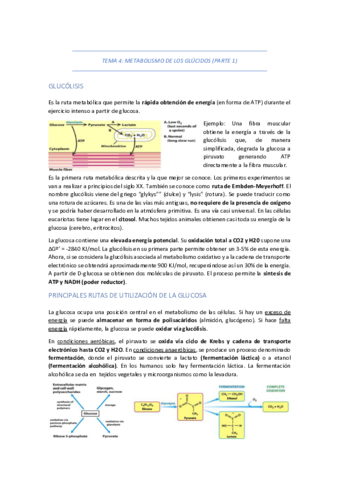 TEMA-4-METABOLISMO-DE-LOS-GLUCIDOS.pdf