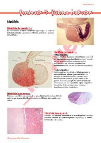 Seminario-4-Sistema-endocrino.pdf