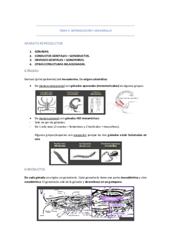 TEMA-5-REPRODUCCION-Y-DESARROLLO.pdf