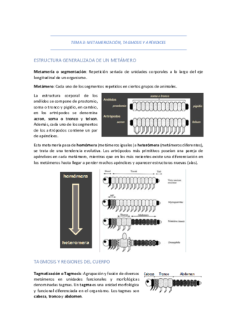 TEMA-3-METAMERIZACION-TAGMOSIS-Y-APENDICES.pdf