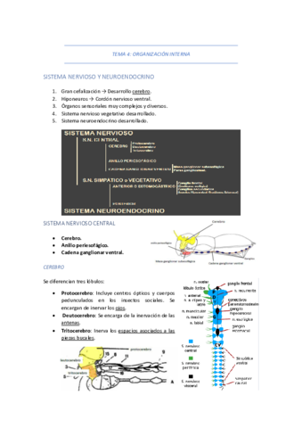 TEMA-4-ORGANIZACION-INTERNA.pdf