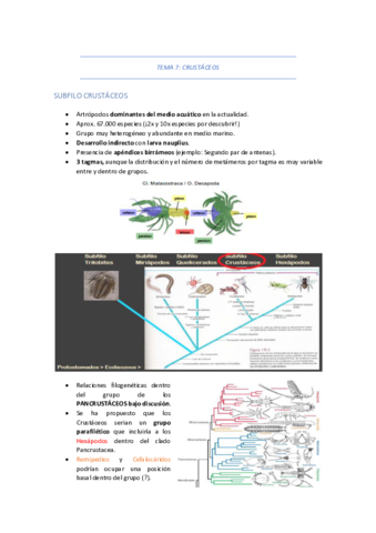 TEMA-7-CRUSTACEOS.pdf
