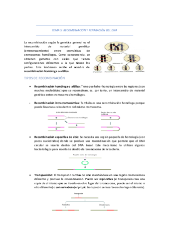 TEMA-5-RECOMBINACION-Y-REPARACION-DEL-DNA.pdf
