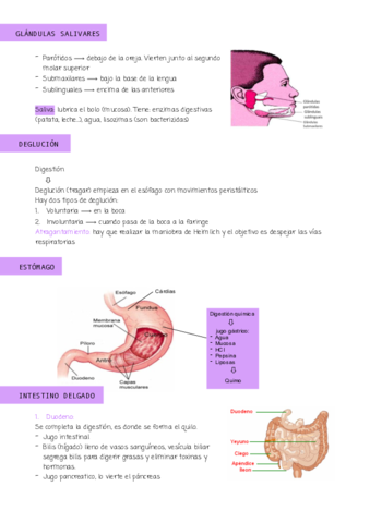 APARATO-DIGESTIVO-.pdf