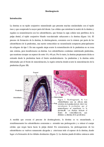 Dentinogenesis.pdf