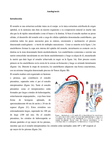 Amelogenesis.pdf