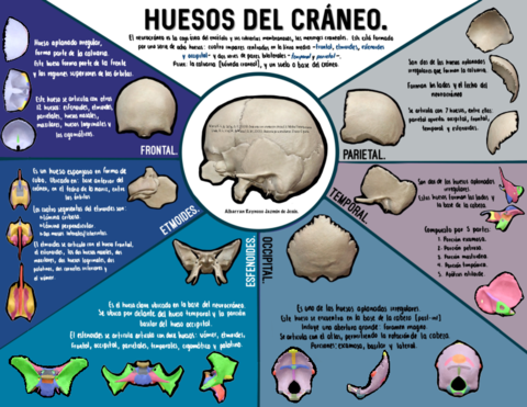 Huesos-del-craneo.pdf