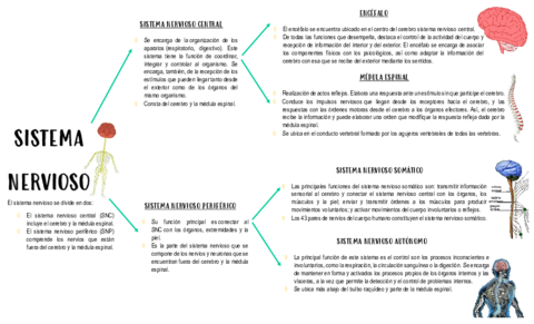 SISTEMA-NERVIOSO.pdf