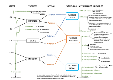 Plexo-braquial-1.pdf